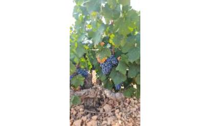 Land · Venta · Abanilla · Abanilla