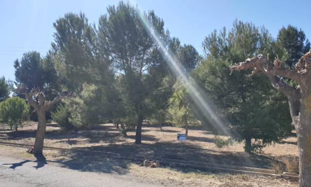 Land - Venta - Benejama - Benejama