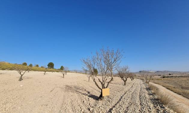 Land - Venta - Jumilla - Jumilla
