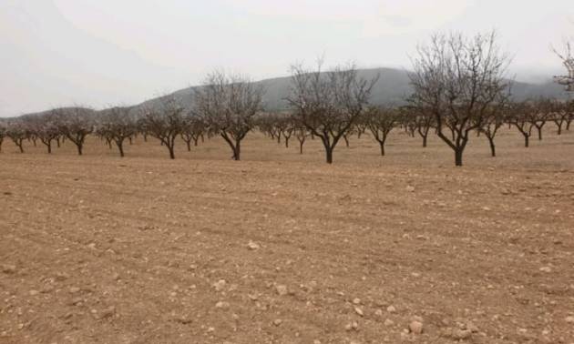 Land - Venta - Pinoso - Pinoso