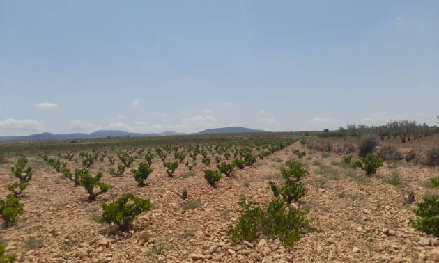 Land - Venta - Pinoso - Pinoso