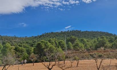 Land · Venta · Pinoso · Pinoso