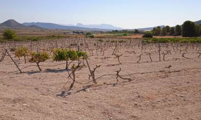 Land · Venta · Pinoso · Pinoso