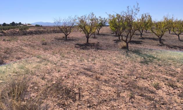 Land - Venta - Pinoso - Pinoso