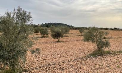 Land · Venta · Yecla · Yecla