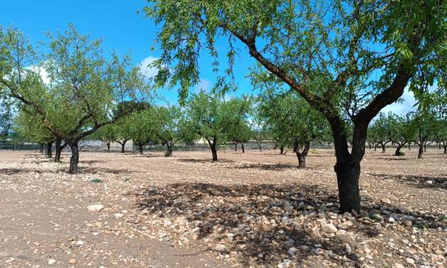 Land - Venta - Yecla - Yecla