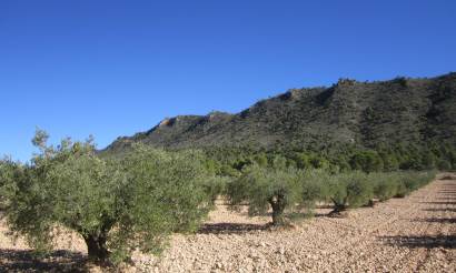 Land · Venta · Yecla · Yecla