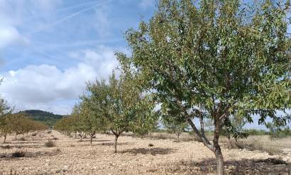 Land · Venta · Yecla · Yecla