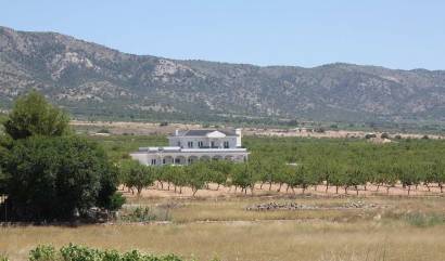 Nouvelle construction - Villa - Pinoso - Camino Del Prado