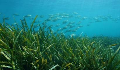 Nueva construcción  - Villa - Benissa