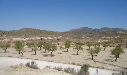 Revente - Land - Abanilla