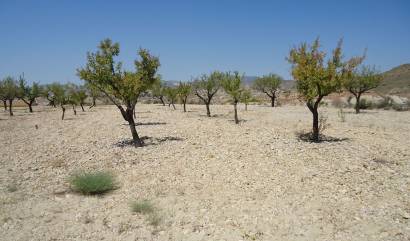 Revente - Land - Abanilla