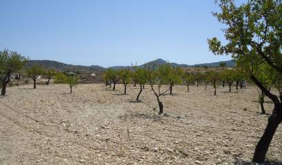 Revente - Land - Abanilla