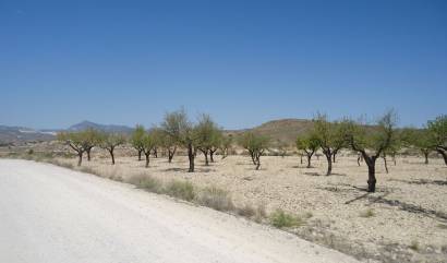 Revente - Land - Abanilla