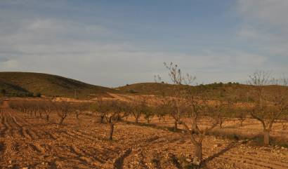 Revente - Land - Abanilla