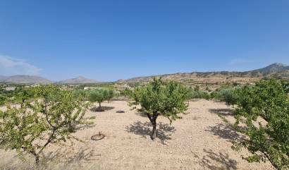 Revente - Land - Abanilla