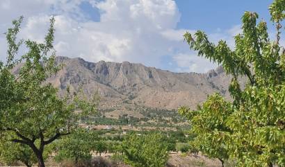 Revente - Land - Abanilla