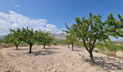 Revente - Land - Abanilla