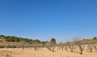 Revente - Land - Jumilla