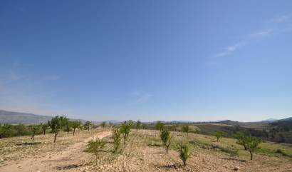 Revente - Land - La Zarza