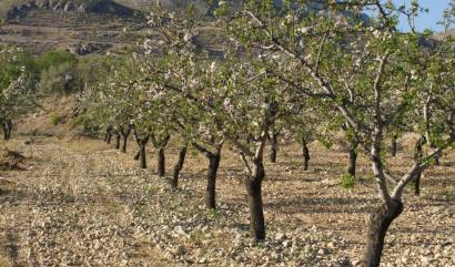 Revente - Land - Murcia