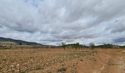 Revente - Land - Torre Del Rico