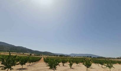 Revente - Land - Yecla