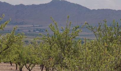 Revente - Land - Yecla