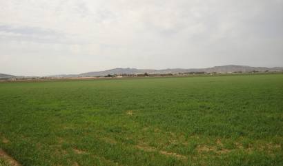 Revente - Land - Yecla