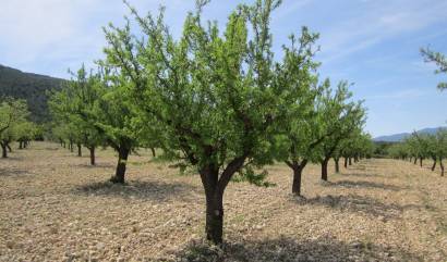 Revente - Land - Yecla