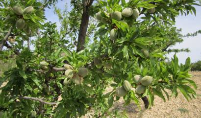 Revente - Land - Yecla