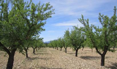 Revente - Land - Yecla