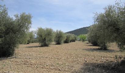 Revente - Land - Yecla