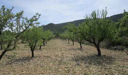 Revente - Land - Yecla