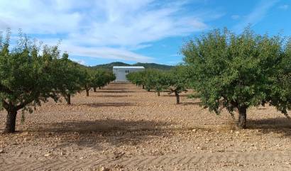 Revente - Land - Yecla