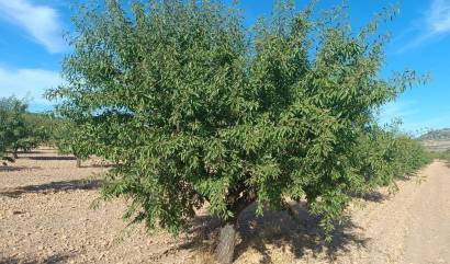 Revente - Land - Yecla