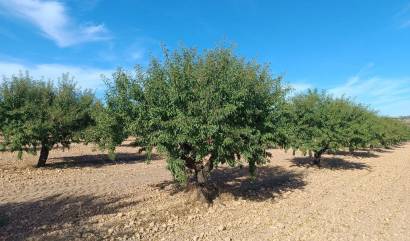 Revente - Land - Yecla
