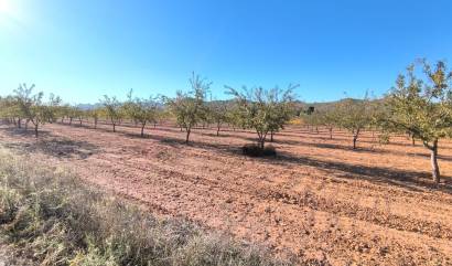 Revente - Land - Yecla