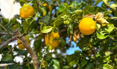 Revente - Villa - Orihuela Costa - Villamartín