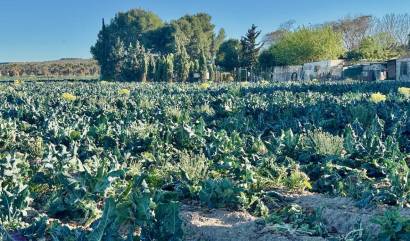 Sale - Country House - Guardamar del Segura