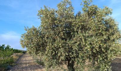 Sale - Country House - Yecla