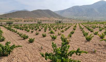 Sale - Land - Abanilla