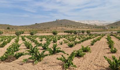 Sale - Land - Abanilla