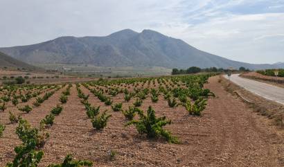 Sale - Land - Abanilla