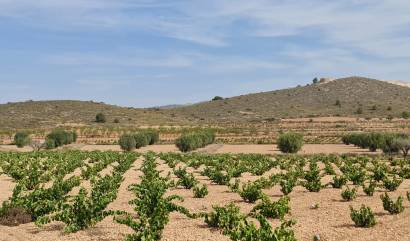 Sale - Land - Abanilla