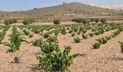 Sale - Land - Abanilla