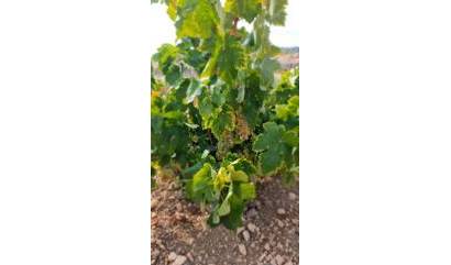 Sale - Land - Abanilla