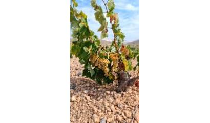 Sale - Land - Abanilla