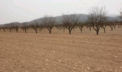 Sale - Land - Pinoso