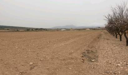 Sale - Land - Pinoso